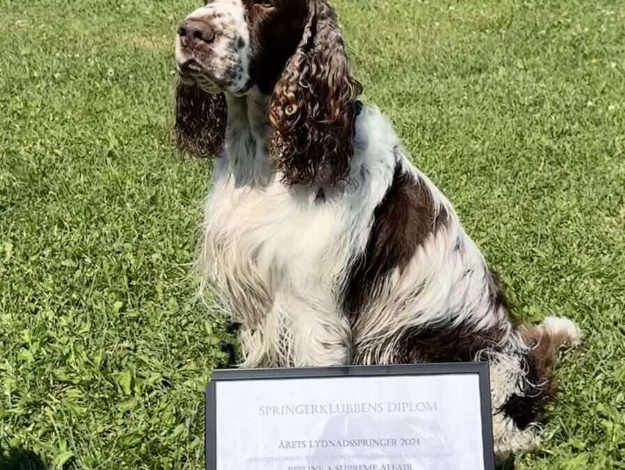 Årets Lydnadsspringer